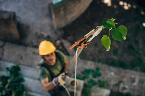 Best Tree Trimming Near Me  in Westwood, PA